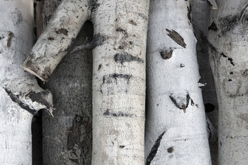Aspen tree trunks