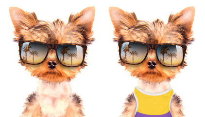 tourist dog