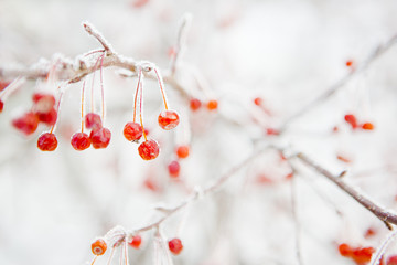 Branch with small frozen berries.