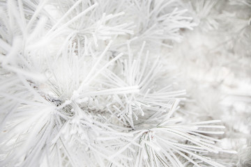 Pine branches covered rime new year  frosty