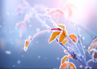 Winter nature background. Frozen branch with leaves closeup
