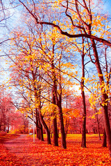 Autumn Leaves Idyllic Nature
