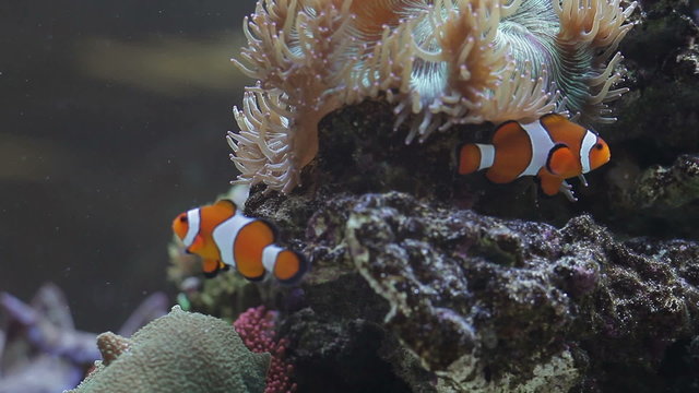 tropical fish near coral reef