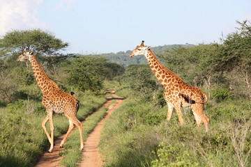 Giraffenpaar in der Masai Mara