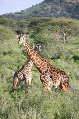 Giraffenpaar in der Masai Mara