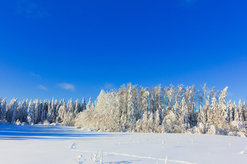 Snow Covered Trees