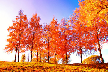 Nostalgic Scene Deep in a Park