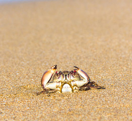 Cute Animal Alien Creature