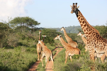 Große Giraffenherde in der Masai Mara