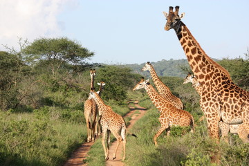 Große Giraffenherde in der Masai Mara