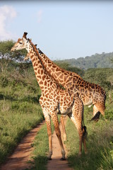 Giraffenpaar in der Masai Mara