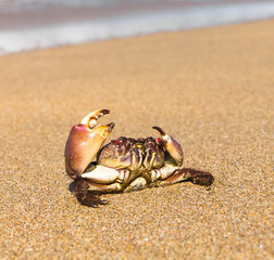 Pure Threat Seafood Posing