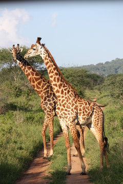 Giraffenpaar in der Masai Mara