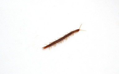 Centipede