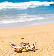 By the Sea Menacing Eyes