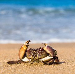 Funny Crab Alien Creature