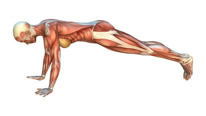 Muscle Maps
