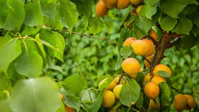 organic peaches grow in village in soth of france