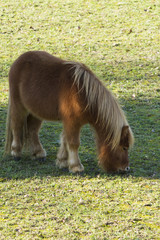 Naklejka na ściany i meble horse pony in the farm