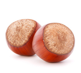 hazelnut or filbert nut isolated on white background cutout
