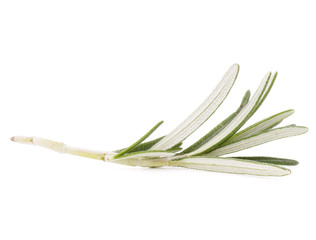 rosemary herb spice leaves isolated on white background cutout