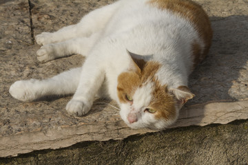 cute cat