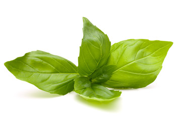 Sweet basil leaves