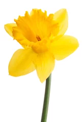 Papier peint adhésif Narcisse Fleur de jonquille ou narcisse isolé sur fond blanc découpe