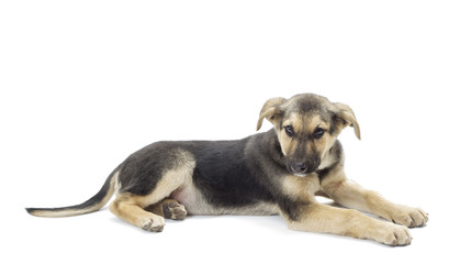 mongrel dog lying on a white background