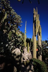 Huge cactuses (Monaco / France)