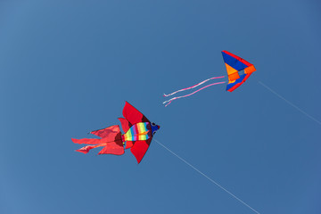 Kite festival