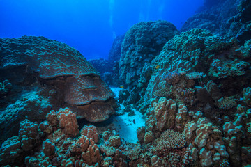 coral reef