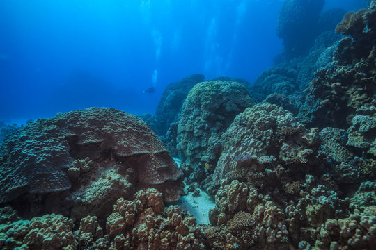Fototapeta coral reef