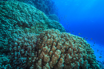 coral reef