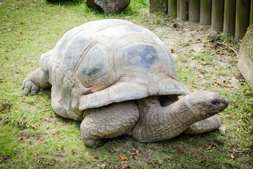 Schwere Landschildkröte im Sonnenschein