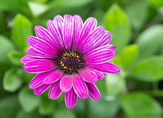 Obraz premium osteospermum, fleur violette