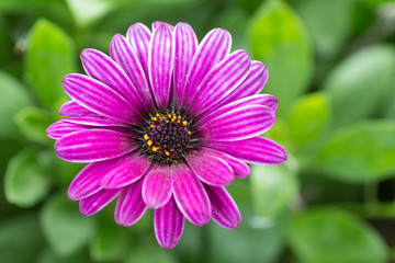 Fototapeta premium osteospermum, fleur violette