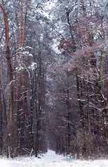 path in winter forest