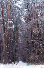 Fototapeta na wymiar path in winter forest