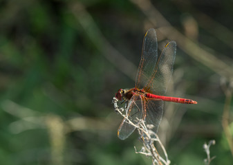 Libellule rouge