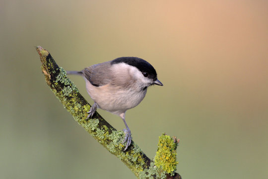 Marsh Tit - Parus Palustris