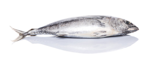 Mackerel tuna or ikan tongkol over white background