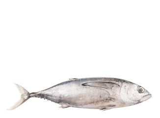 Mackerel tuna or ikan tongkol over white background