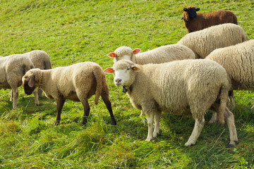 Herd of sheep on beautiful mountain meadow