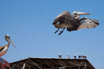 Peruvian Pelican in Flight
