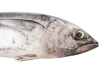 Mackerel tuna or ikan tongkol over white background
