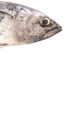 Mackerel tuna or ikan tongkol over white background