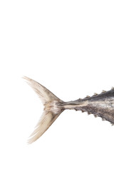 Mackerel tuna or ikan tongkol tail over white background