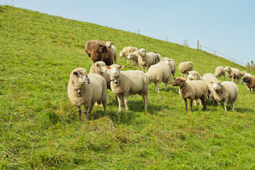 Fototapeta premium Herd of sheep on beautiful mountain meadow