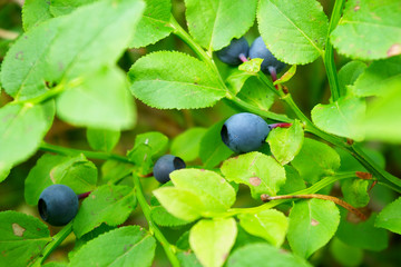 Bilberry shrub with ripened berries.